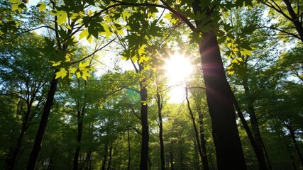 Obraz premium Sunny day with warm sunrays shining through leafy branches in a forest, tranquil