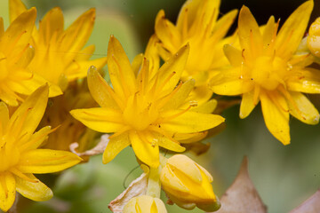 Obraz premium Plant macro Echeveria yellow flower