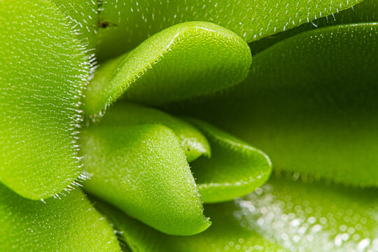 Plant macro pinguicula leaf carnivore plant