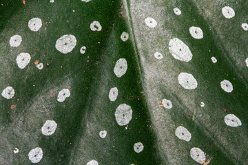 Plant macro begonia leaf with white dots