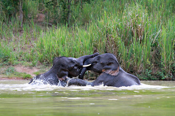 Fototapeta premium Asia wild elephants at Kui Buri National Park, Prachuap Khiri Khan Province, Thailand 