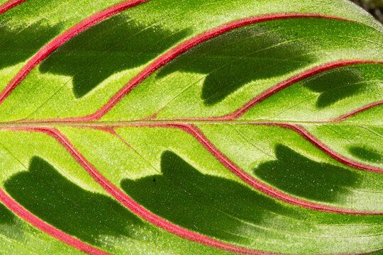 Plant macro maranta red and green leaf texture