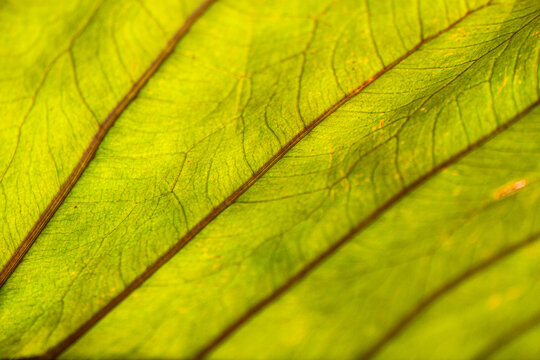 Plant macro aracea leaf green texture