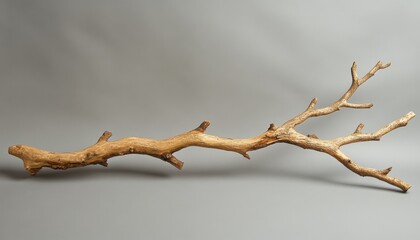 A tree branch isolated on a gray background highlighting its unique shape and texture