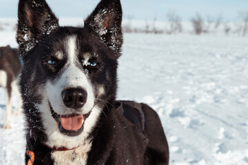 Alaskan Husky sled dog close-up with striking blue eyes in the snow, natural beauty of sled dogs in winter, Finnish Arctic wilderness, winter adventure travel Tarvantovaara Wilderness Area, Finland