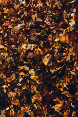flying dried leaves, abstract background