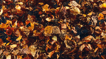 flying dried leaves, abstract background