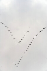 Zug der Kraniche im Herbst