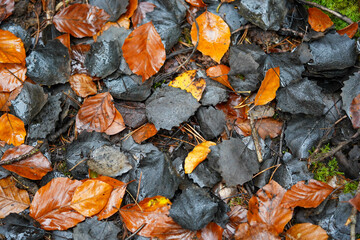 Wet autumn leaves in shades of orange and dark gray are scattered on the forest floor