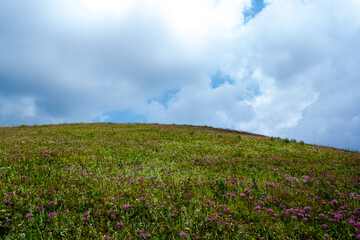 a grassy hill with purple flowers and a cloudy sky