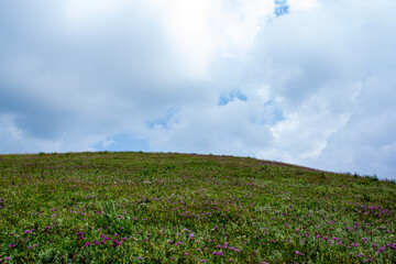 a grassy hill with purple flowers and a cloudy sky