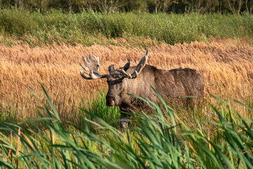 a elk or moose in the wild in denamrk in lille vildmose