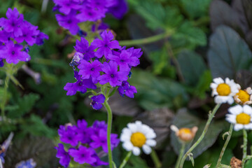 Vibrant Purple Primrose with Daisies in Bloom