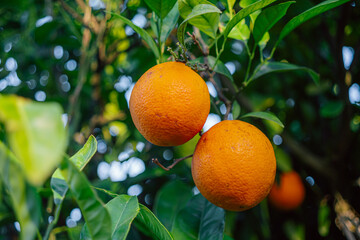 Vibrant Oranges Hanging on a Lush Green Tree Branch