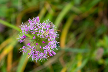 flower, nature, plant, purple, garden, pink, summer, thistle, flowers, bloom, blossom, spring, flora, onion, macro, wildflower, bee, beauty, herb, wild, weed, allium, clover, close-up, red