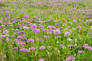 Fototapeta premium a purple flower with a purple center sits in a field.