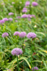 Fototapeta premium a field of purple flowers with the word wild on the top