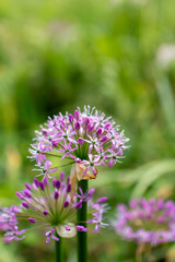 a purple flower with a purple flower in the middle of it