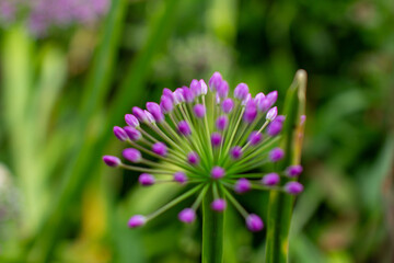 Obraz premium a purple flower with a purple flower in the middle of it
