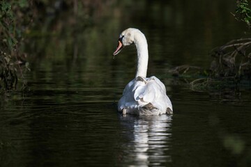 Mute swan, Cygnus olor on the Somerset Levels
