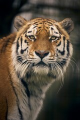 Tigers, Panthera tigris, residents of the Big Cat Sanctuary, Smarden Kent