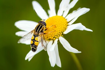 Of a Marmalade fly, Episyrphus balteatus, a common flying insect feeding on Oxeye daisy