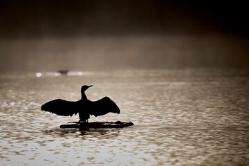 Fototapeta premium Cormorant, Phalacrocorax carbo, drying it's feathers in the early morning light