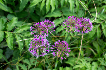 Obraz premium a purple flower with a purple flower in the middle of it