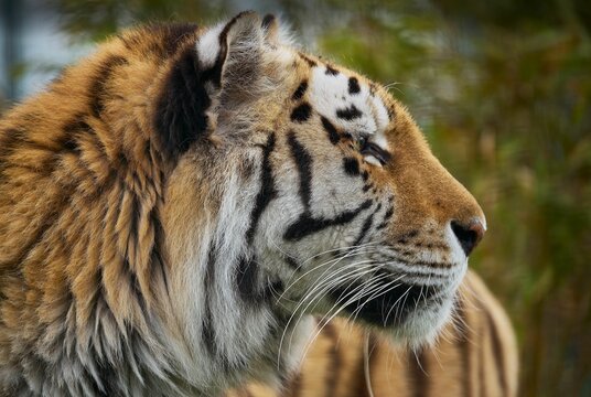 Tigers, Panthera tigris, residents of the Big Cat Sanctuary, Smarden Kent