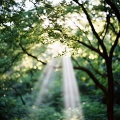 Fototapeta premium Sunlight beams through lush green leaves in a forest, creating a sense of tranquility and peace.
