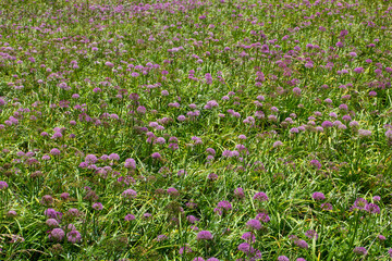 purple flowers in a field of grass with a purple flower.