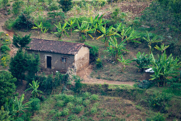African lush green hillside is covered with rows of various plants, Rwanda