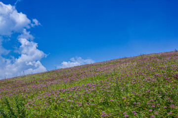 Obraz premium a field with a cloud that has a white cloud in it
