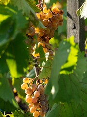 Golden grapes in a vineyard