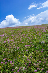 Obraz premium a grassy hill with a cloud in the sky and a horse in the foreground.