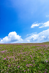 a grassy hill with a cloud in the sky and a horse in the foreground.