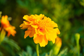 Bright Yellow Marigold in Bloom