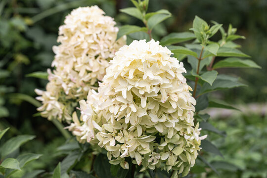 Hydrangea paniculata Skyfall. The inflorescence consists of sterile flowers, dense, large. It blooms greenish, then becomes white and later pink flowers.