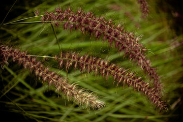 close up of fern