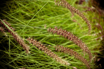 close up of grass