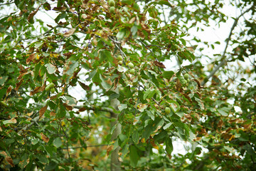 Branch of young walnut tree with green unripe nuts on branches, close-up. Green ripening walnuts on tree branch. Tasty and healthy fruits in green dense skin.