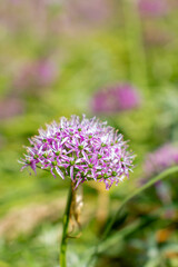 a purple flower with purple petals and the purple petals