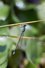 水辺の植物にとまっている美しいイトトンボ