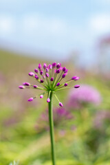a purple flower with purple petals and the purple petals