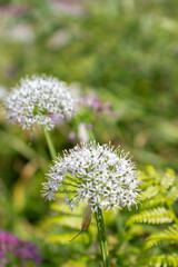a flower with a bee on it is in the grass.