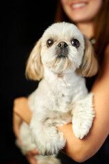 girl holding cute maltipoo dog close up on dark background, dog love concept.