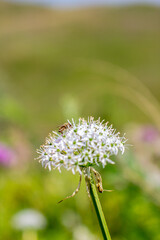 a flower with a bee on it is in the grass.