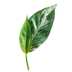 Aglaonema Leaf on transparent background
