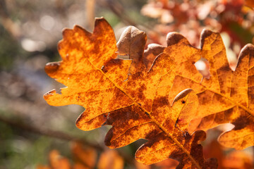 Oak tree leaves lit by setting autumn sun closeup as natural background