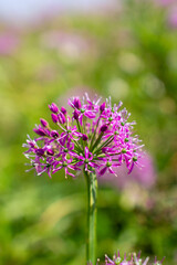 Obraz premium a purple flower with purple petals and the purple petals